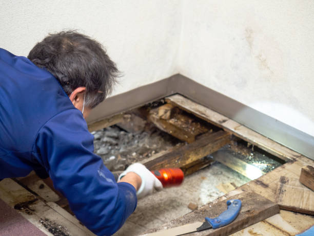 Best Home Mold Removal  in Mechanicsville, VA