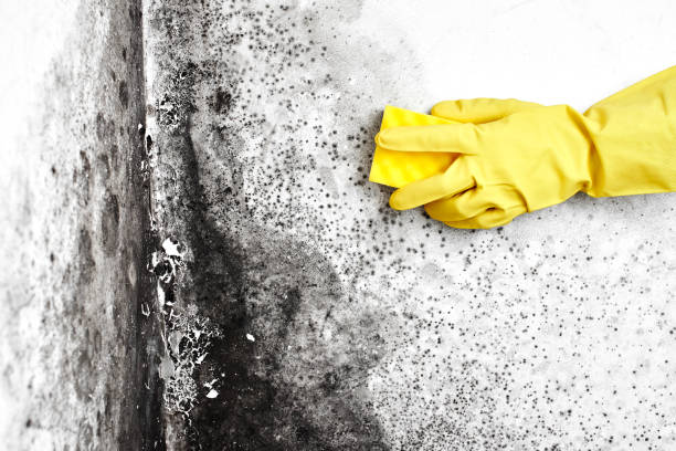 Best Same-Day Mold Removal  in Mechanicsville, VA