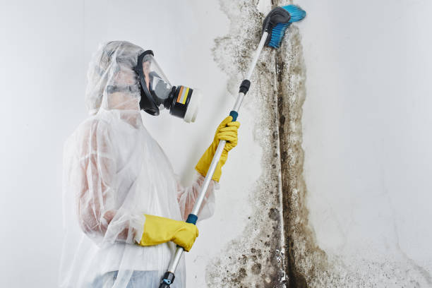 Best Local Mold Removal Service  in Mechanicsville, VA