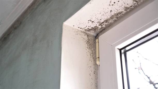 Best Attic Mold Removal  in Mechanicsville, VA