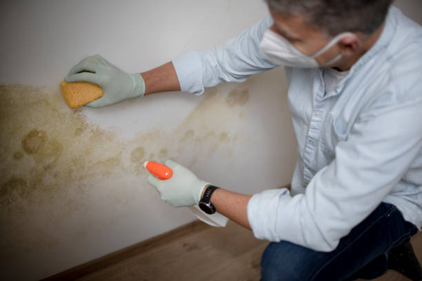 Best Mold Removal Near Me  in Mechanicsville, VA
