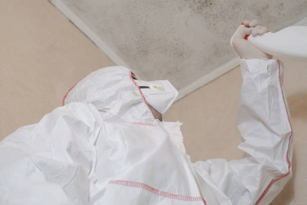 Reliable Mechanicsville, VA Mold Removal Solutions