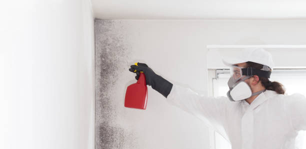 Best Attic Mold Removal  in Mechanicsville, VA