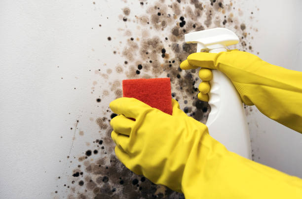 Best Emergency Mold Removal  in Mechanicsville, VA