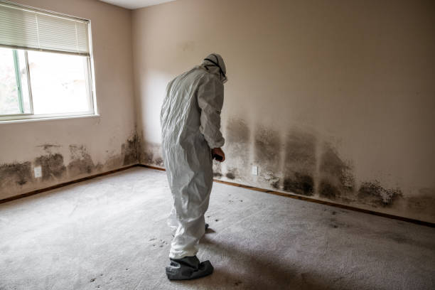 Best Commercial Mold Removal  in Mechanicsville, VA