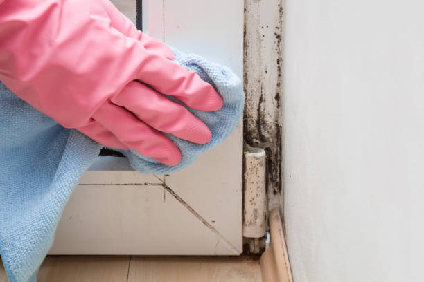 Best Toxic Mold Removal  in Mechanicsville, VA