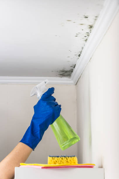 Best Mold Testing  in Mechanicsville, VA