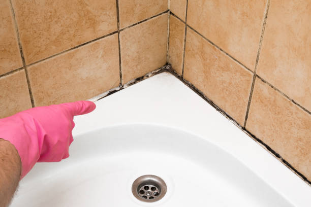 Mold Removal Process in Mechanicsville, VA